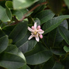 ブッシュカンの花