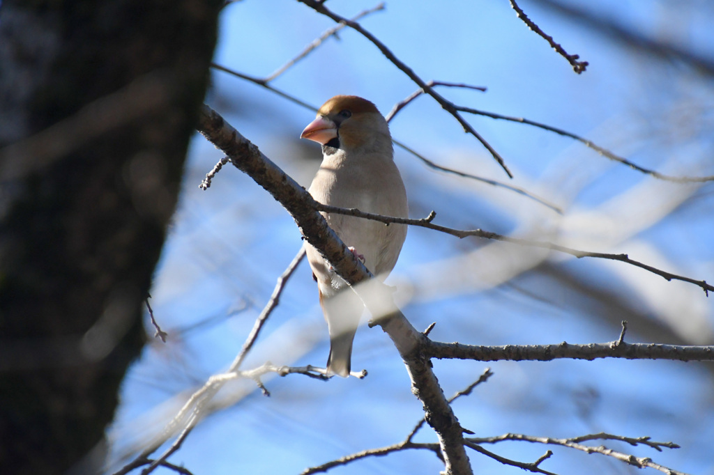 今度は横顔だって？