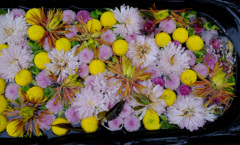 花手水２