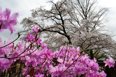 桜ミツバツツジ