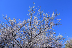 青空に桜咲く