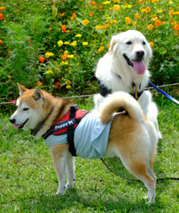 犬日和