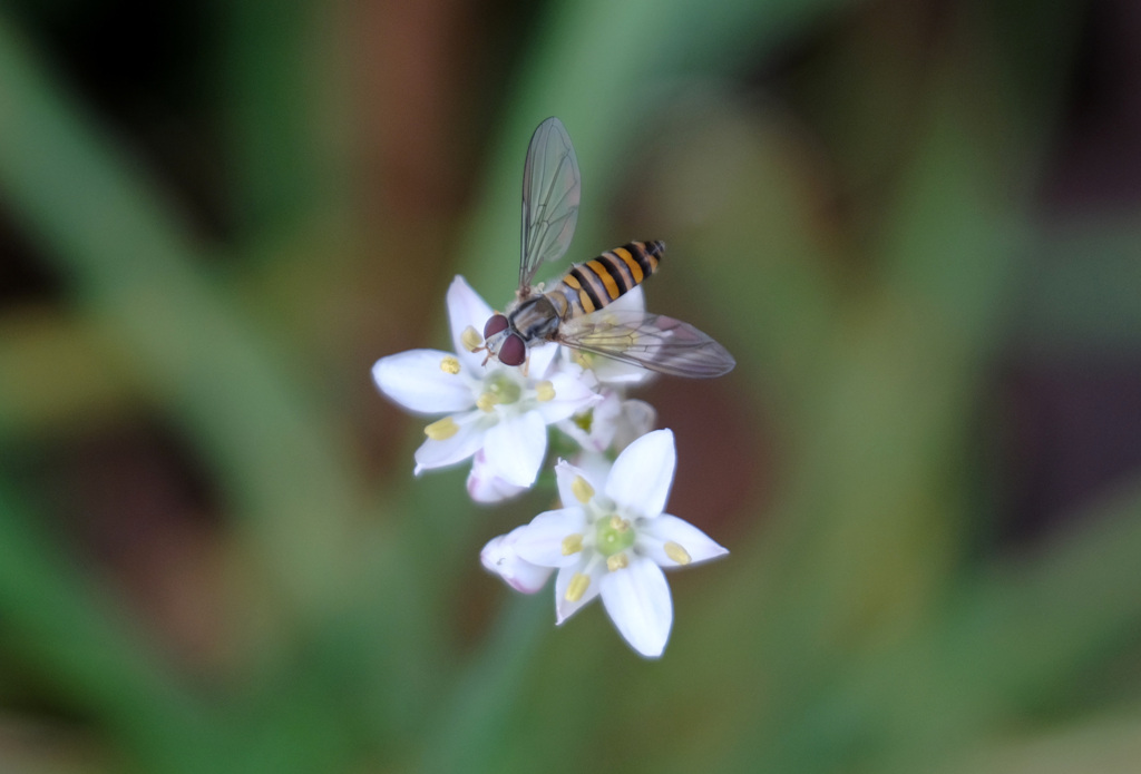 ニラにハナアブ