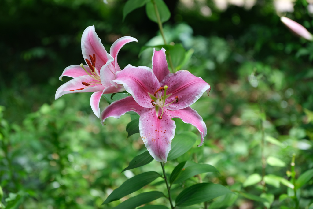 カサブランカピンク