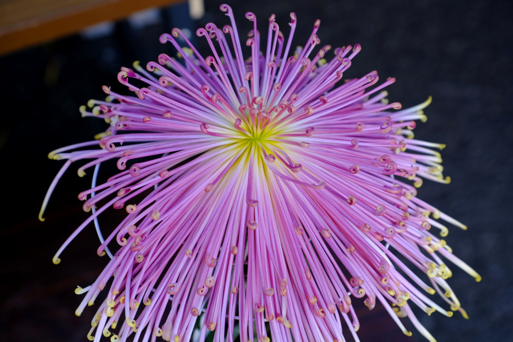 菊花展１
