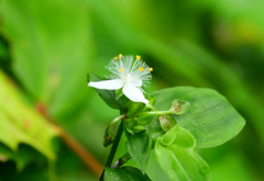 トキワツユクサ