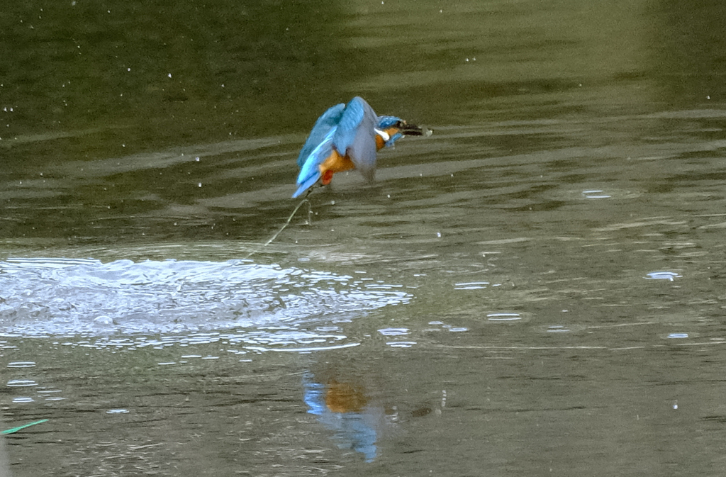 魚を運ぶ