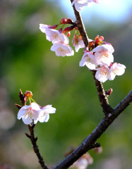 寒桜３