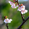 寒桜３