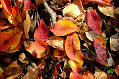 散った桜の紅葉