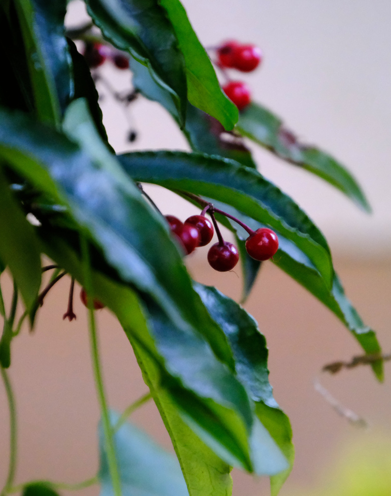 どんどんなくなっていく万両