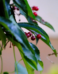 どんどんなくなっていく万両