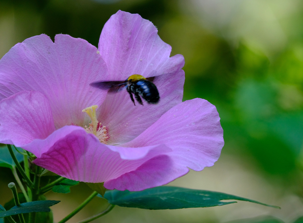 芙蓉にクマバチ (1)