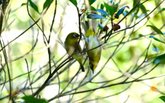 モッコクにメジロ１