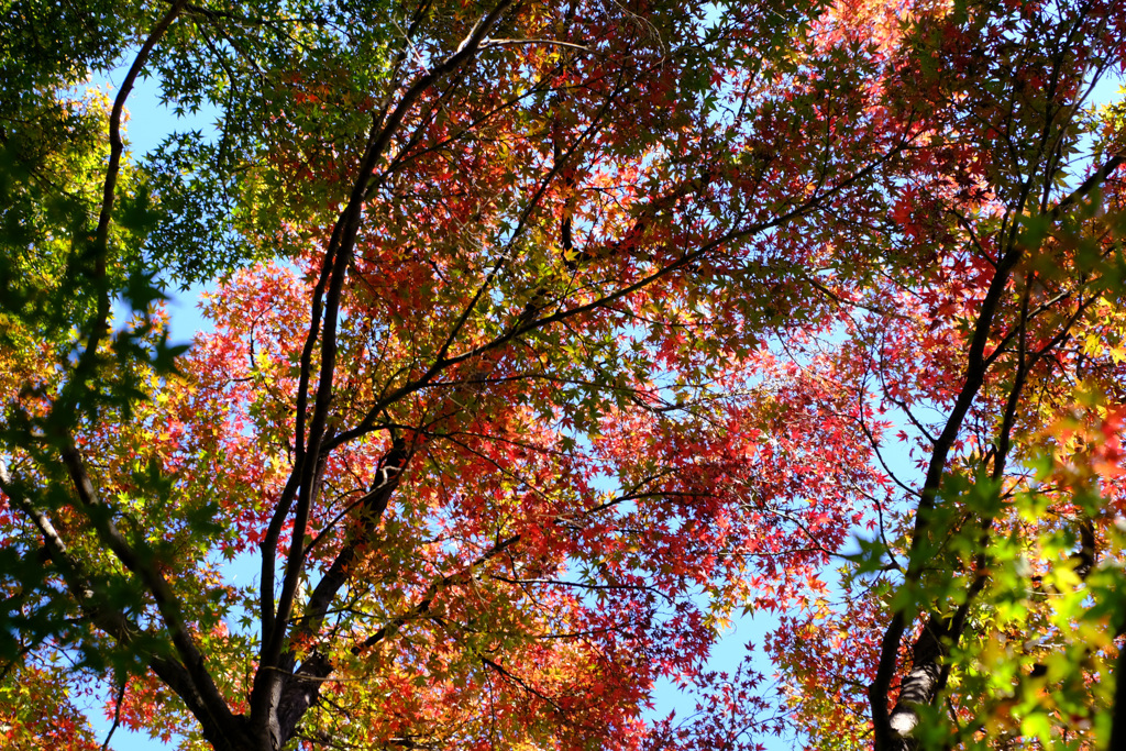 グラデーション紅葉