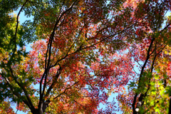 グラデーション紅葉
