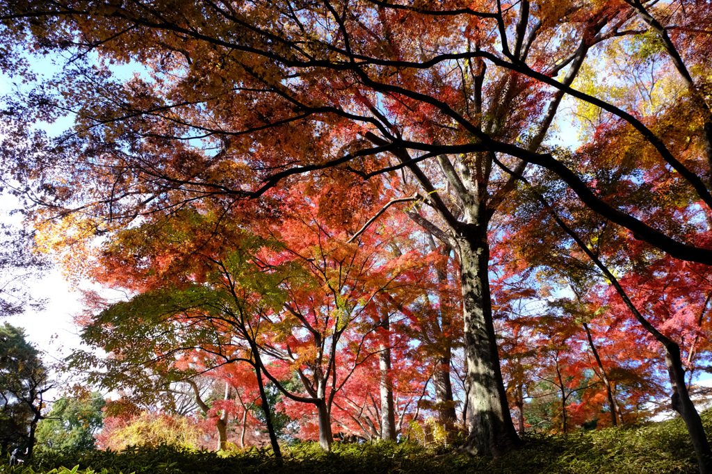 【比較】カメラで撮影