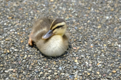 ペッチャンコ