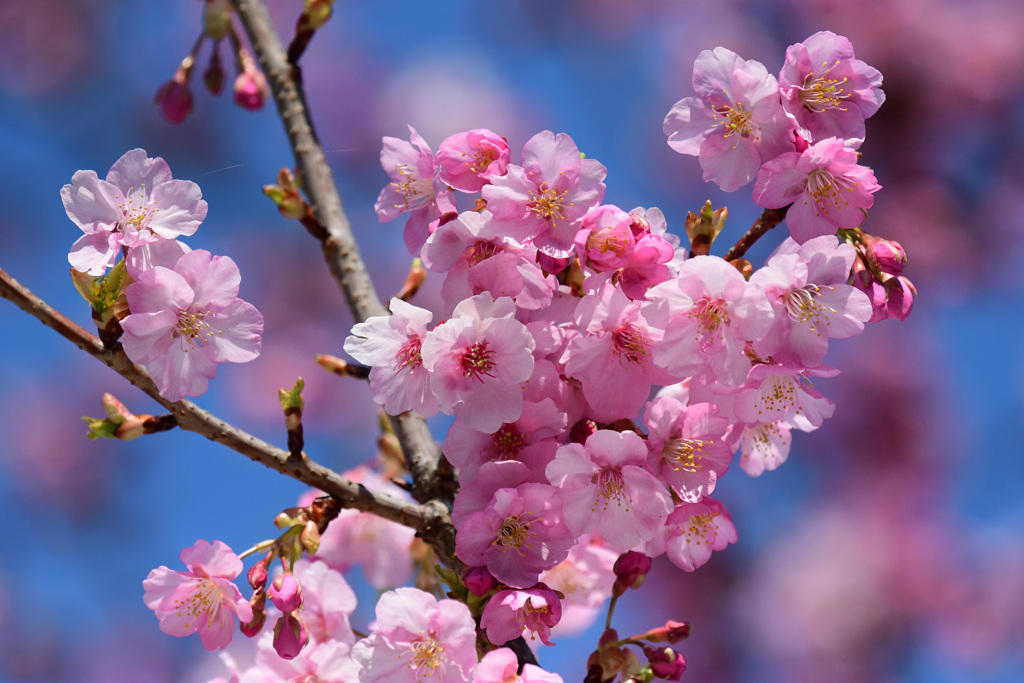 河津桜満開４