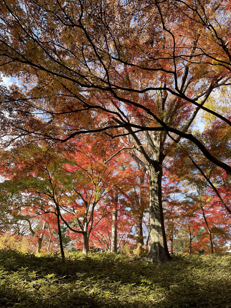 【比較】スマホで撮影