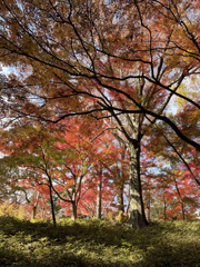 【比較】スマホで撮影