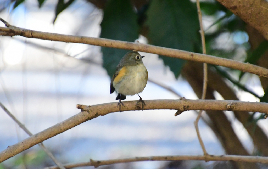 どこへいこうかしら