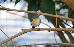 どこへいこうかしら