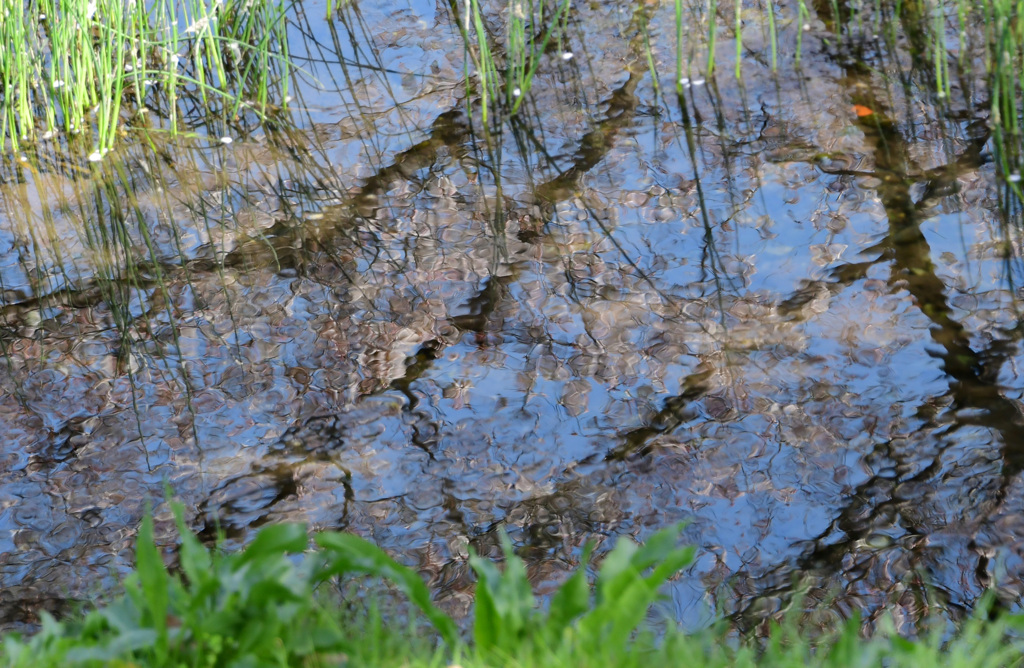 水に映る