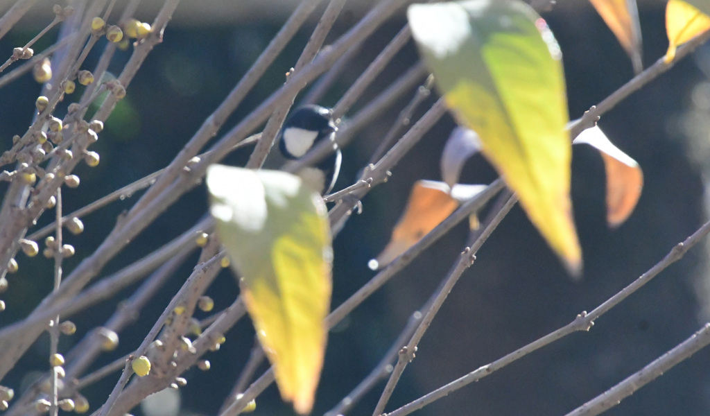 おや、かくれんぼかな