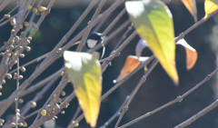 おや、かくれんぼかな