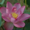 15年前の初めての蓮の開花