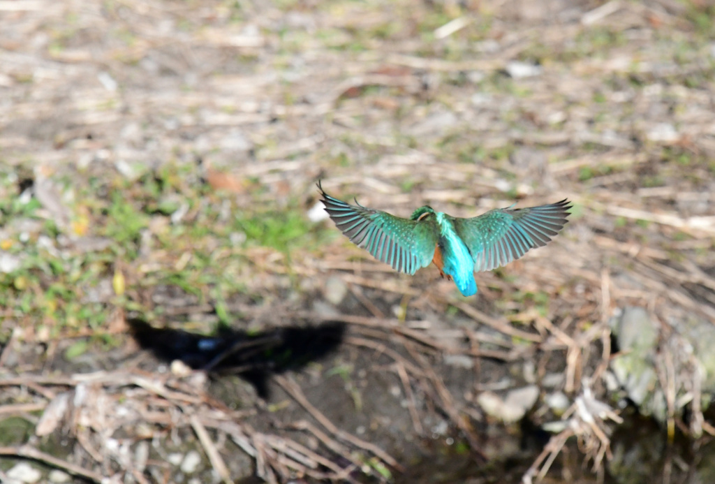 飛ぶカワセミ (3)