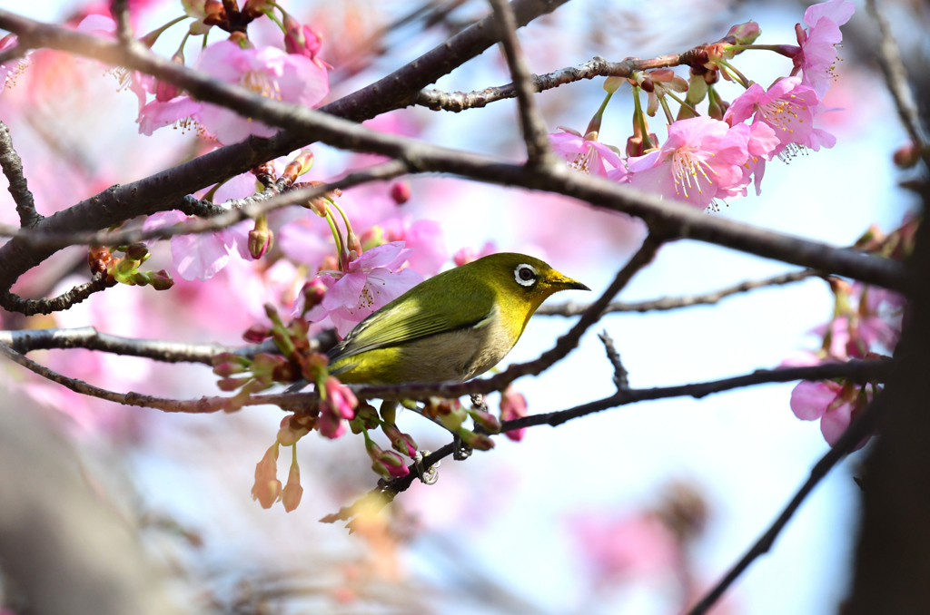 花粉に染まる嘴