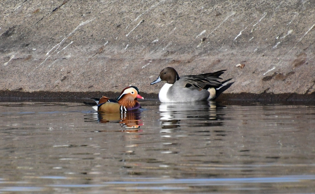 オナガガモくんと