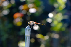 はずかしいなあ