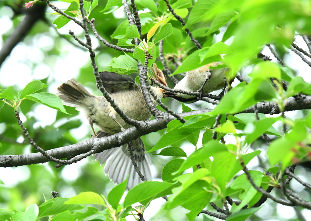 親子ともにさかさま？