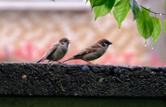 雀のヒナ「くれくれ」