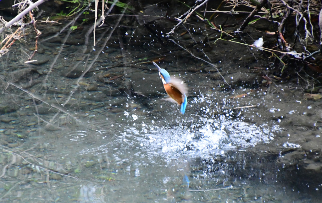 食後の水浴び