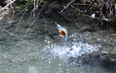 食後の水浴び