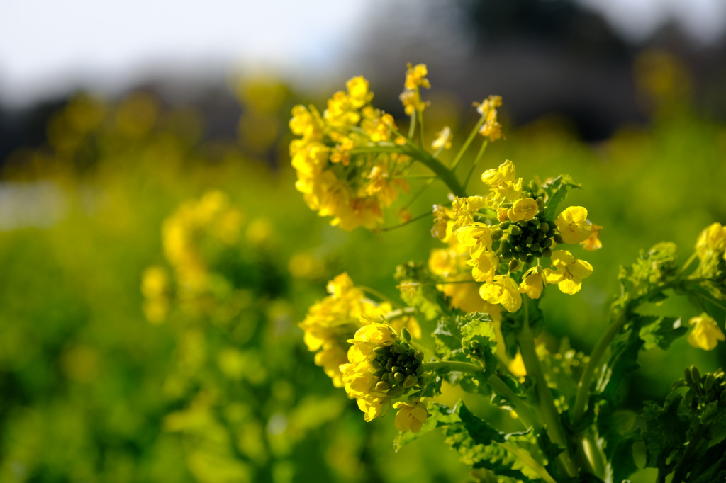 菜の花畑