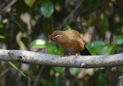 増加するガビチョウ