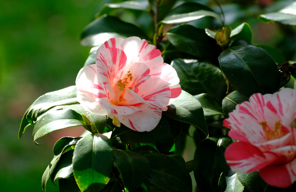 灌花絞