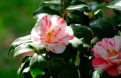 灌花絞