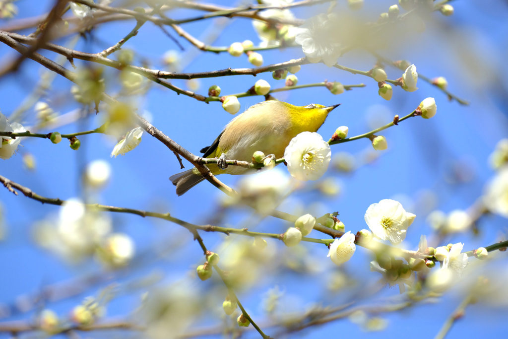 白い花に囲まれて