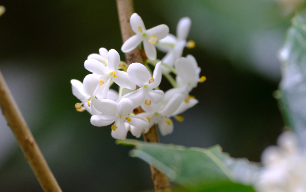 【参考】ヒイラギモクセイの花