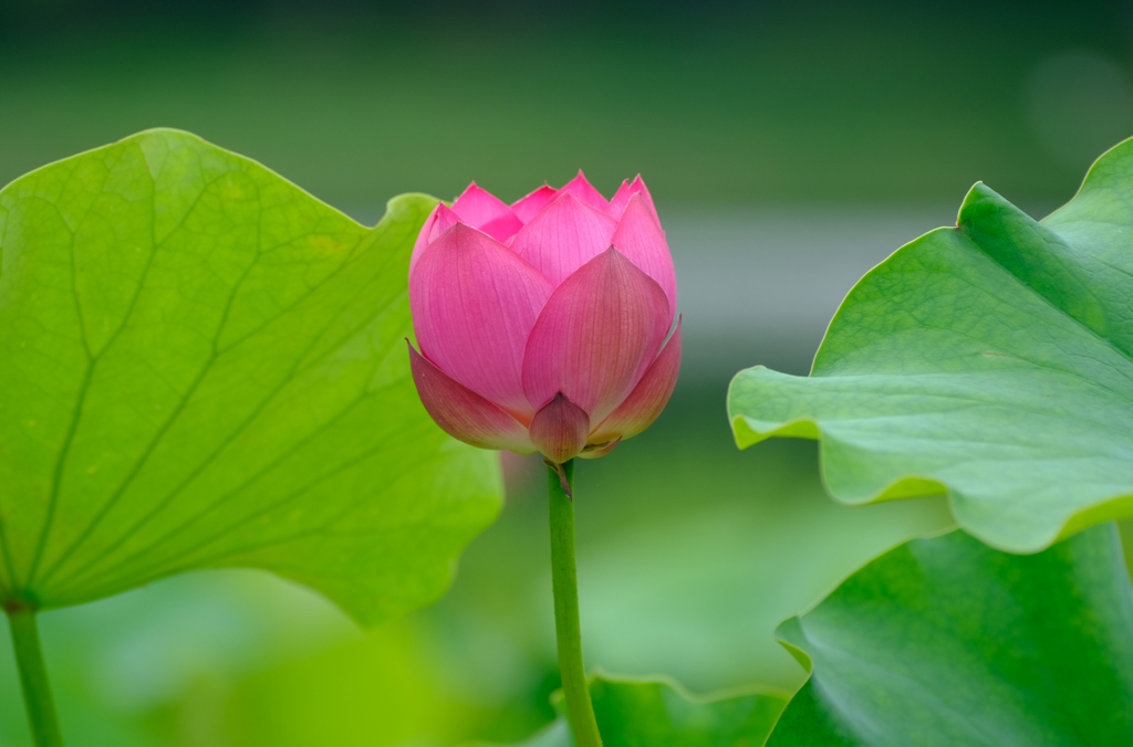 青菱紅蓮