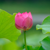 青菱紅蓮