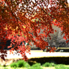 紅葉の足元には