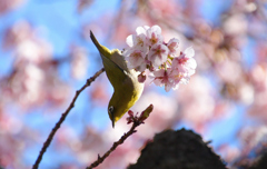 寒桜メジロ
