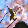 寒桜メジロ